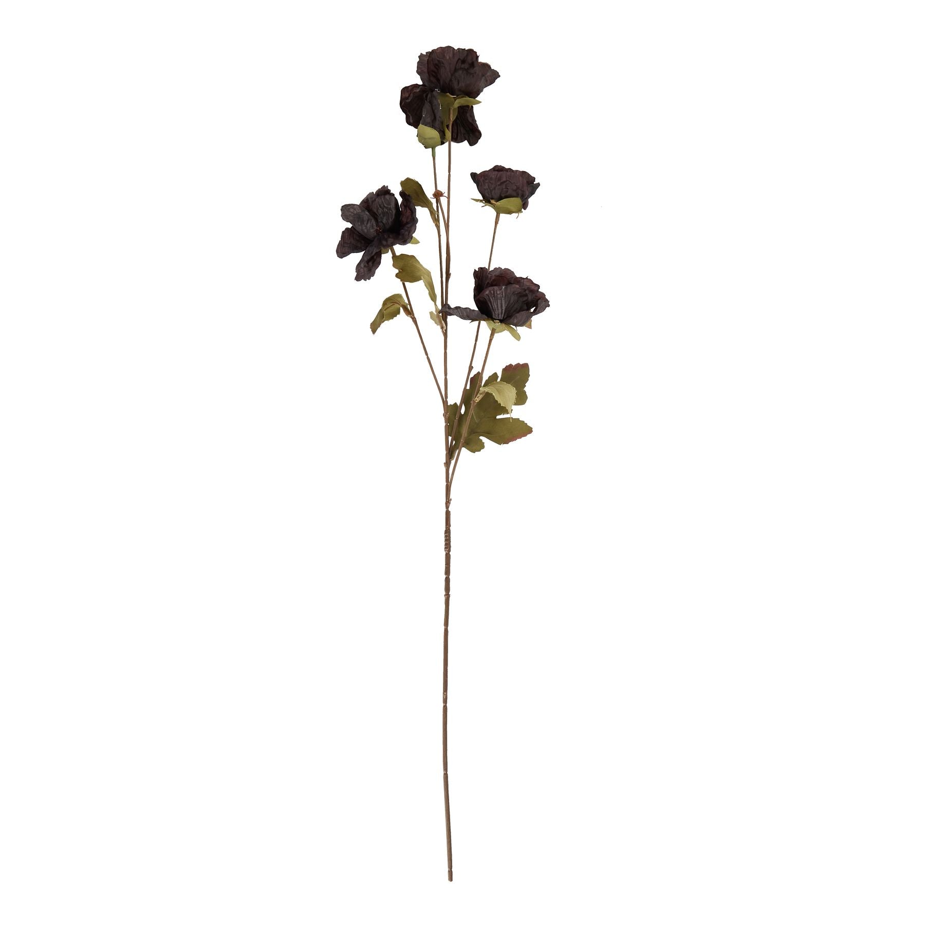 Tall Black Poppy Stem_5564