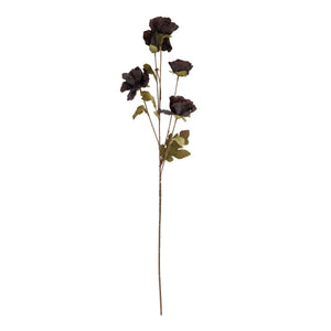 Tall Black Poppy Stem_5564