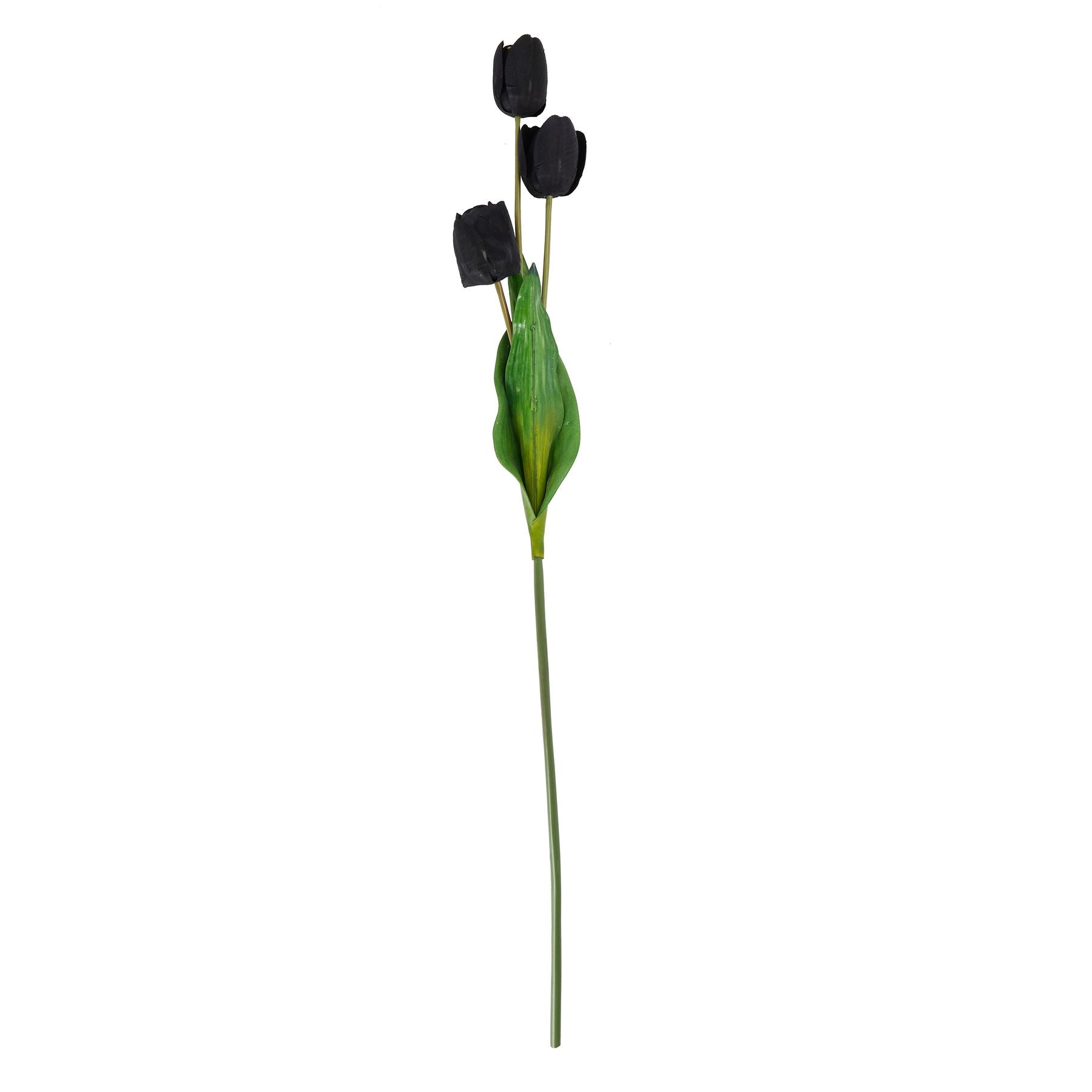 Tall Black Triple Tulip Stem_5568