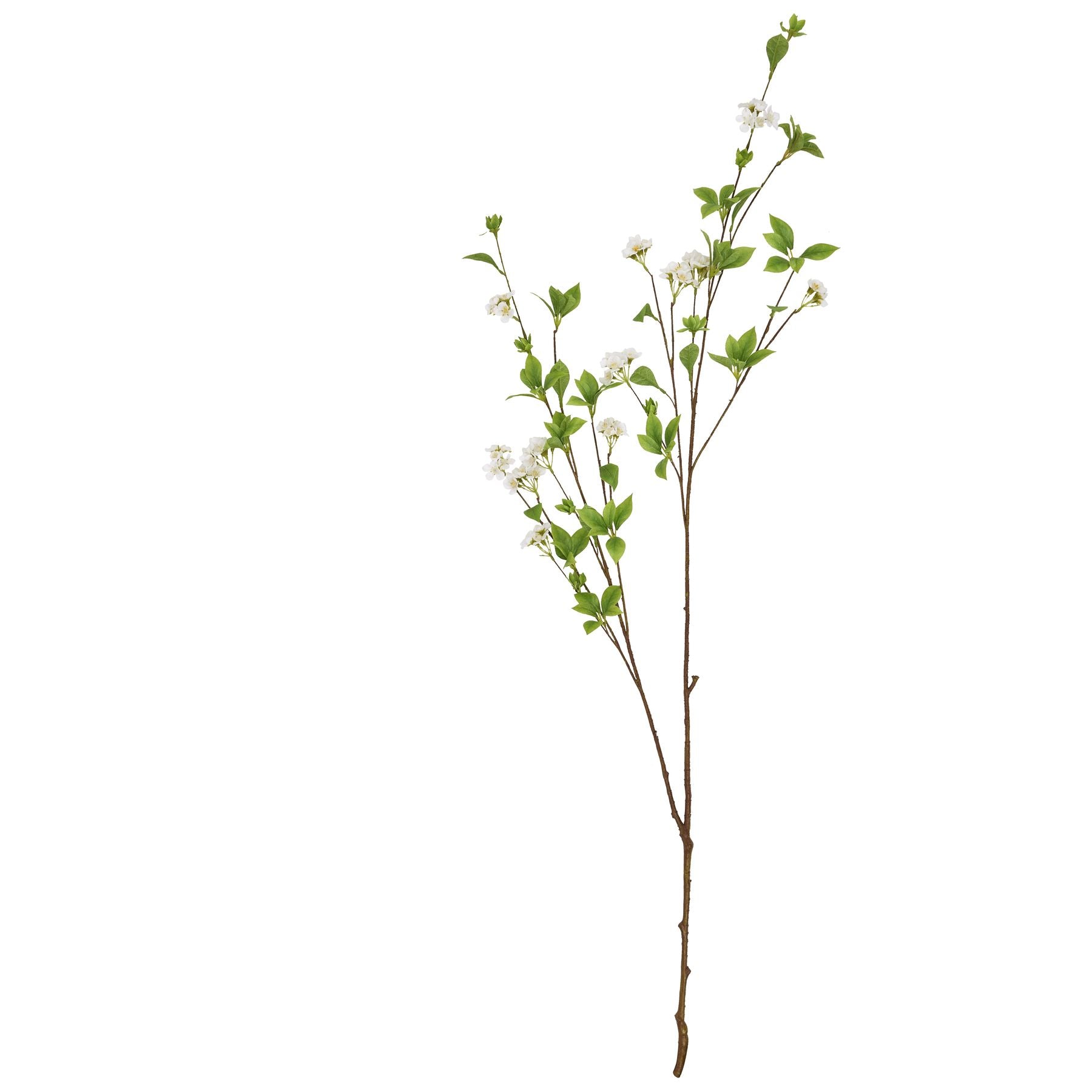Tall Mock Orange Spray_5583