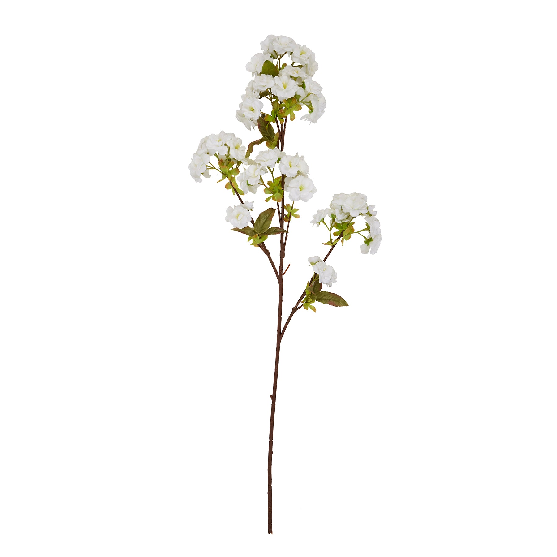Tall White Blossom_5586