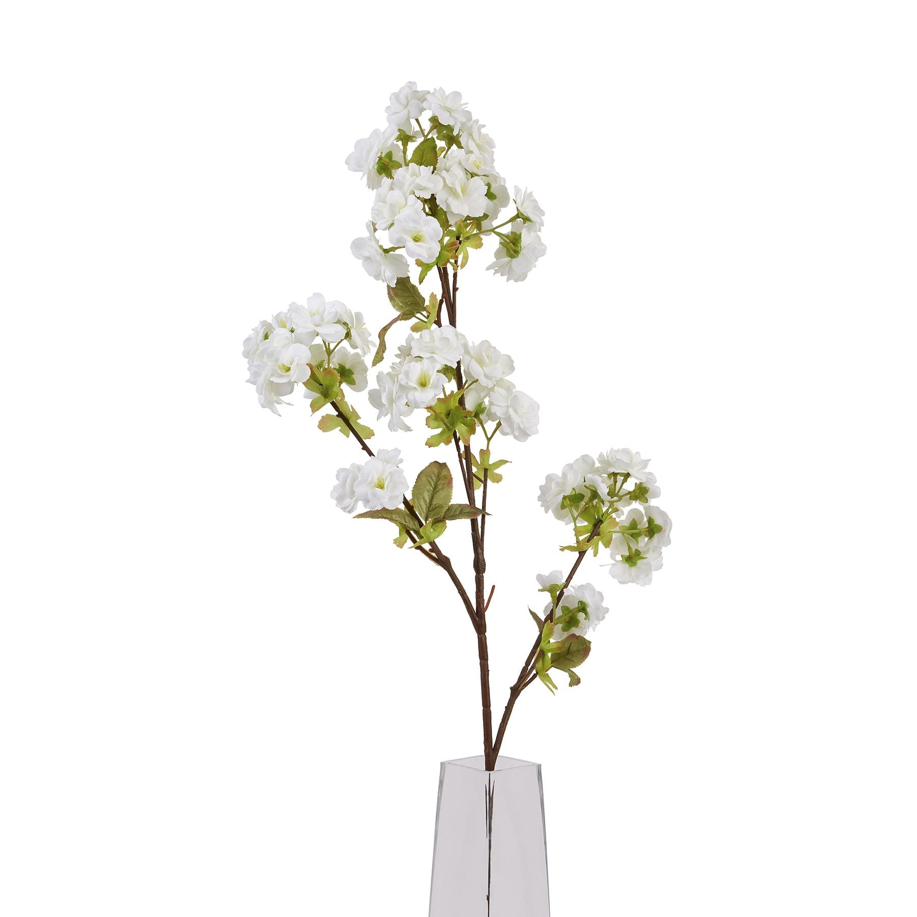 Tall White Blossom_5589