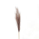 Taupe Faux Pampas Grass Stem_5602