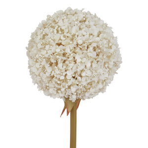 The Natural Garden Collection White Allium_5681