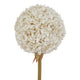 The Natural Garden Collection White Allium_5681