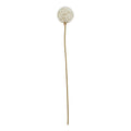 The Natural Garden Collection White Allium_5680