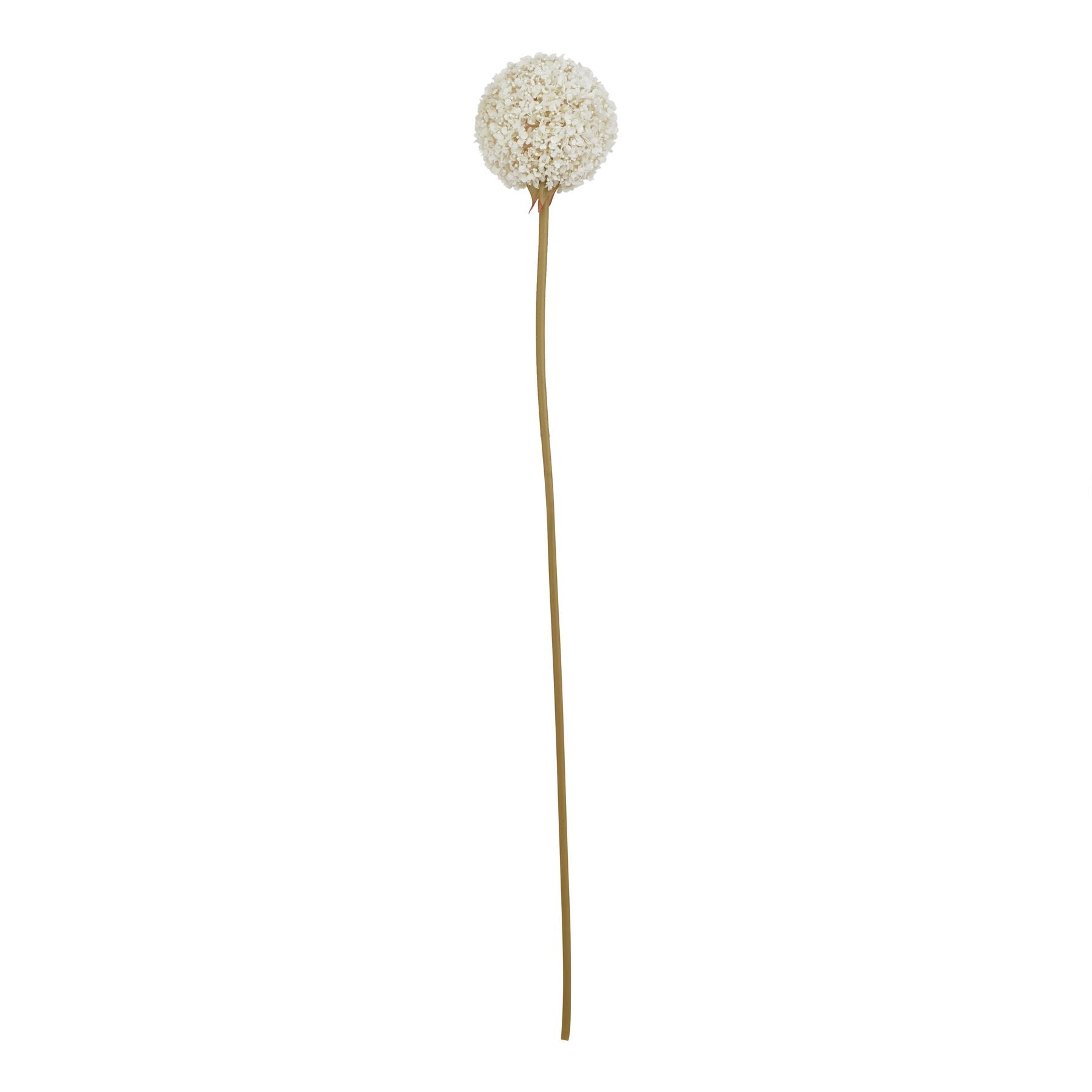 The Natural Garden Collection White Allium_5680