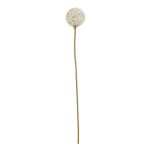 The Natural Garden Collection White Allium_5680