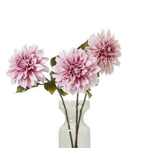 The Natural Garden Collection Dahlia_5646