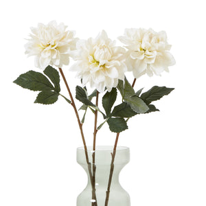 The Natural Garden Collection Dahlia_5676