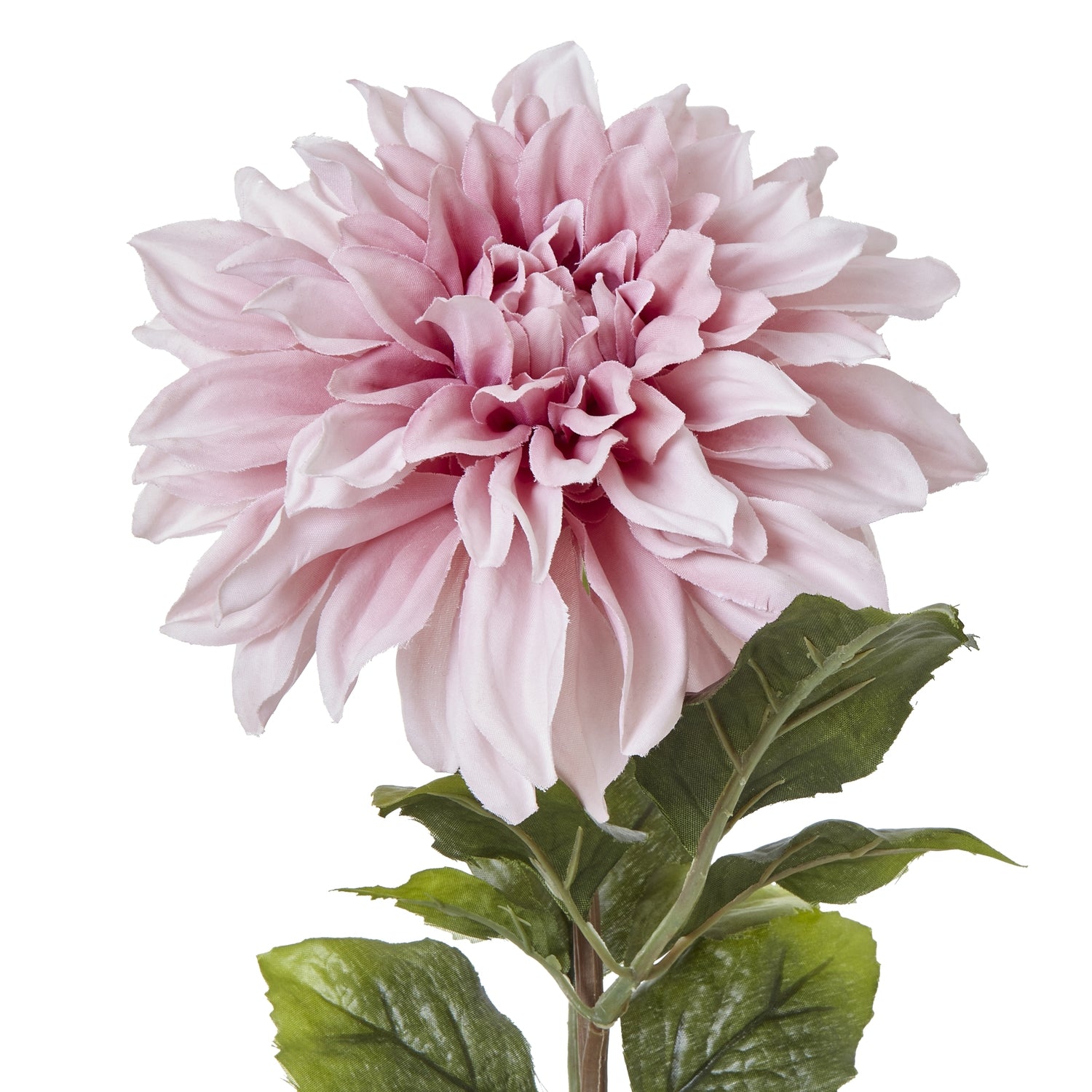 The Natural Garden Collection Dahlia_5645