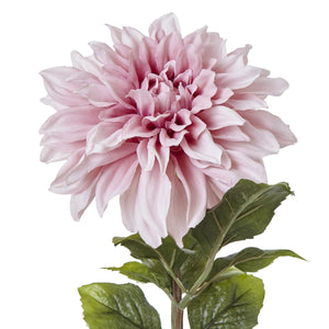 The Natural Garden Collection Dahlia_5645
