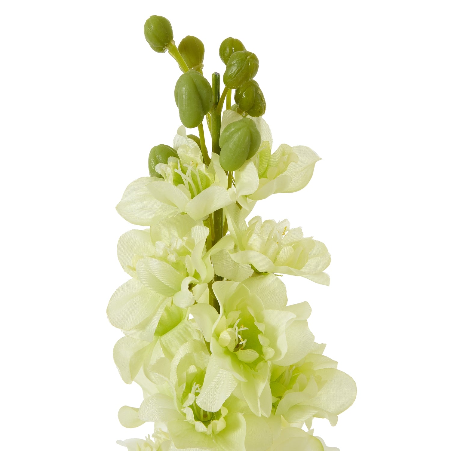 The Natural Garden Collection Elatum Delphinium_5686