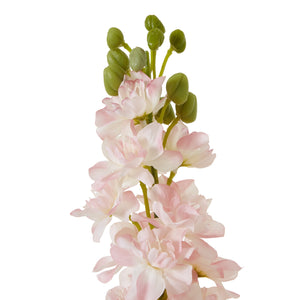 The Natural Garden Collection Elatum Delphinium_5648