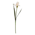 The Natural Garden Collection Pale Apricot Fringed Iris_5616