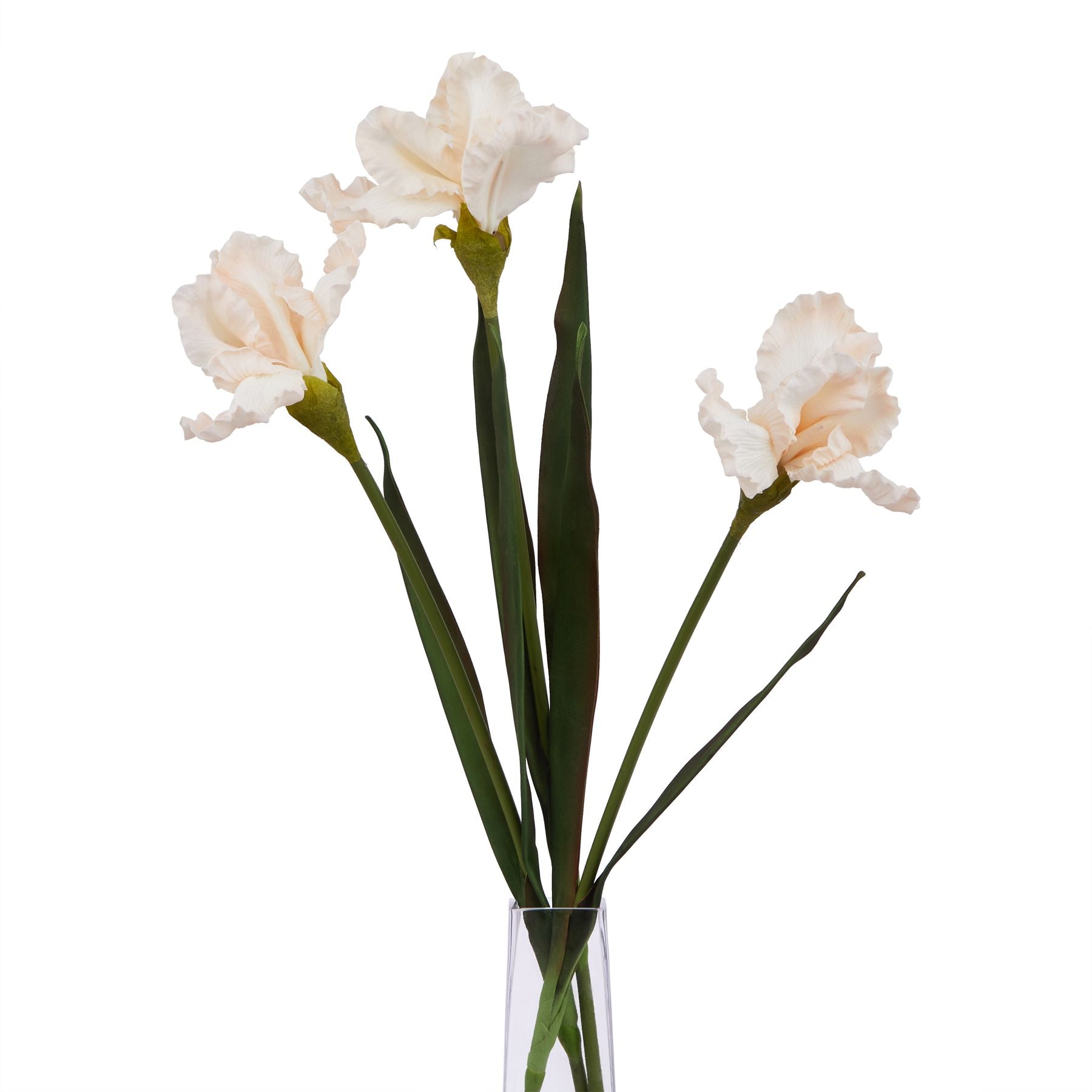 The Natural Garden Collection Pale Apricot Fringed Iris_5618