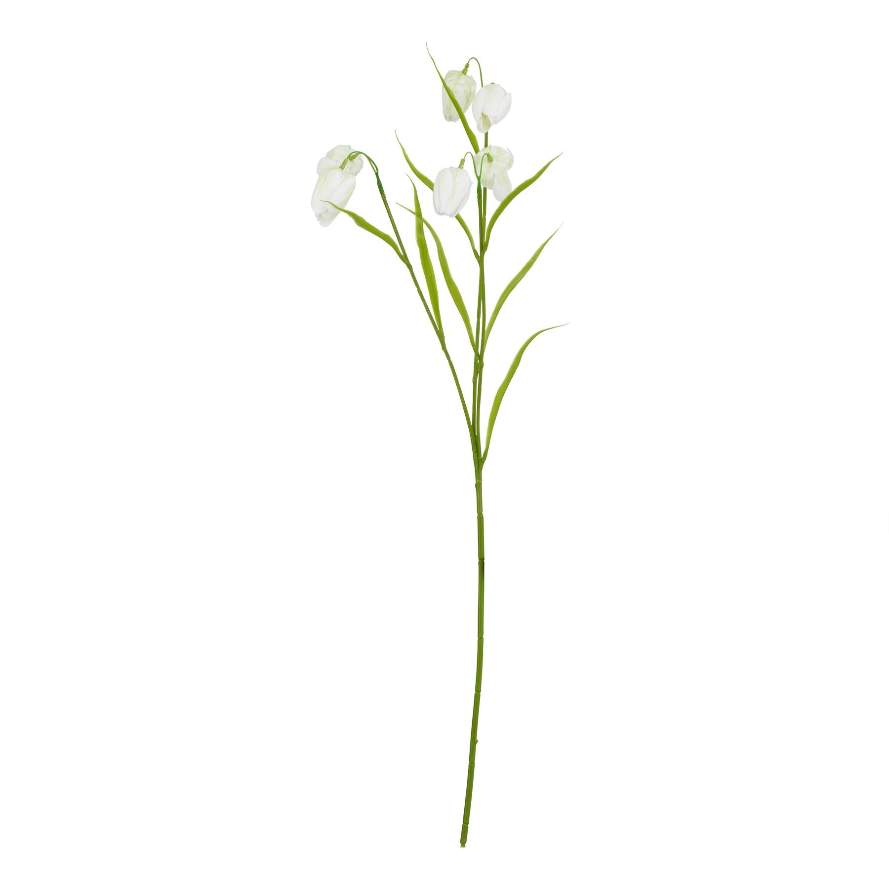 The Natural Garden Collection White Fritillaria Stem_5691