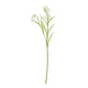 The Natural Garden Collection White Fritillaria Stem_5691