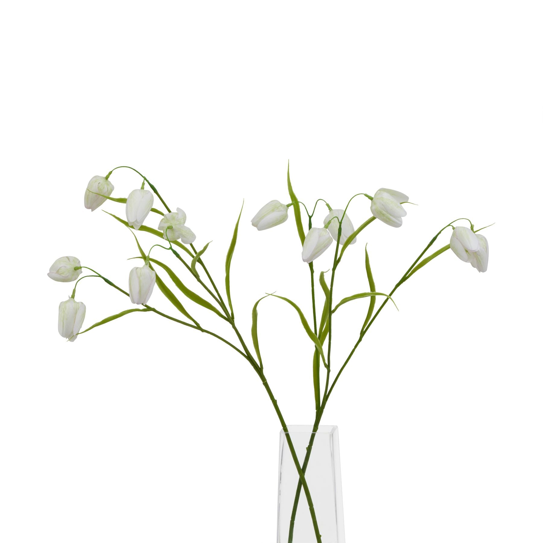 The Natural Garden Collection White Fritillaria Stem_5693