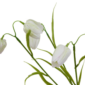 The Natural Garden Collection White Fritillaria Stem_5692
