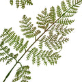 The Natural Garden Collection Large Bracken Fern Spray_5610