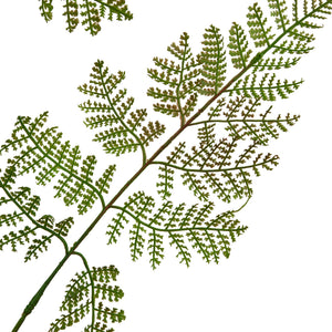 The Natural Garden Collection Large Bracken Fern Spray_5610