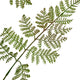 The Natural Garden Collection Large Bracken Fern Spray_5610