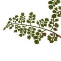 The Natural Garden Collection Maidenhair Fern Stem [cid:23393-a]