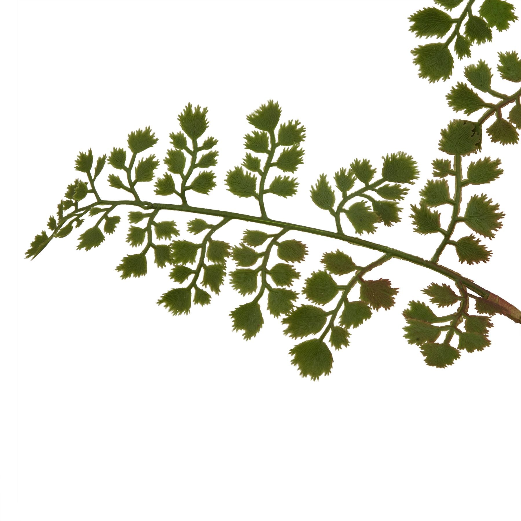 The Natural Garden Collection Maidenhair Fern Stem [cid:23393-a]