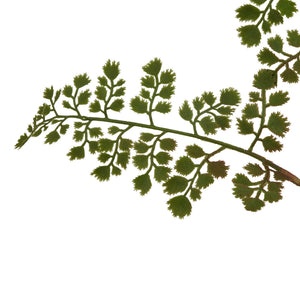 The Natural Garden Collection Maidenhair Fern Stem [cid:23393-a]