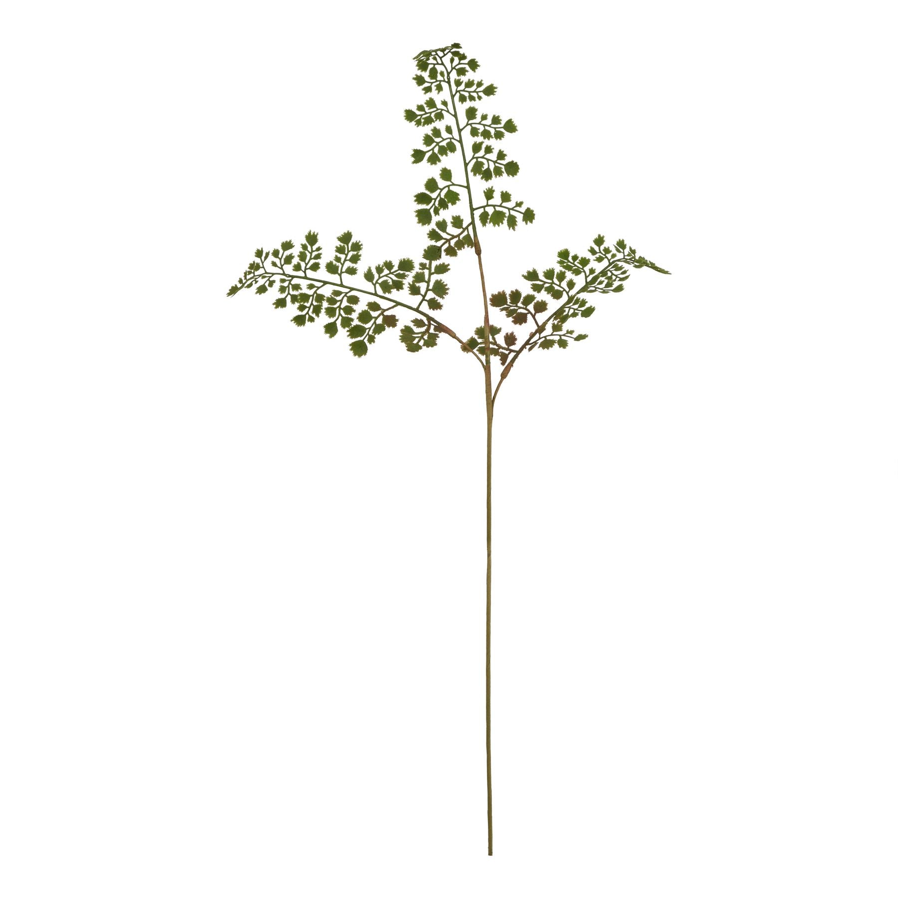 The Natural Garden Collection Maidenhair Fern Stem [cid:23393]