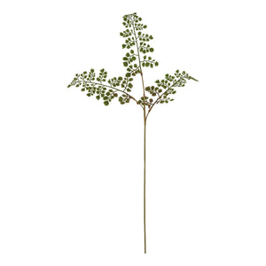 The Natural Garden Collection Maidenhair Fern Stem [cid:23393]