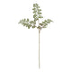 The Natural Garden Collection Maidenhair Fern Stem [cid:23393]