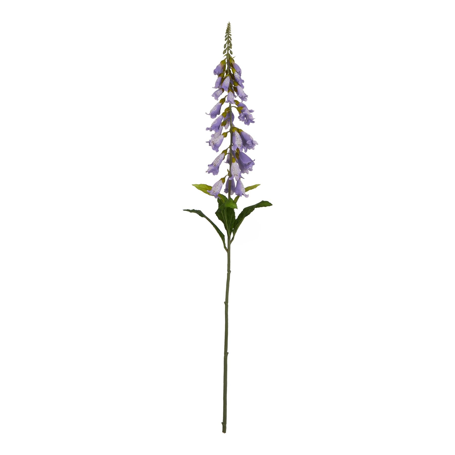 The Natural Garden Collection Mauve Foxglove_5614