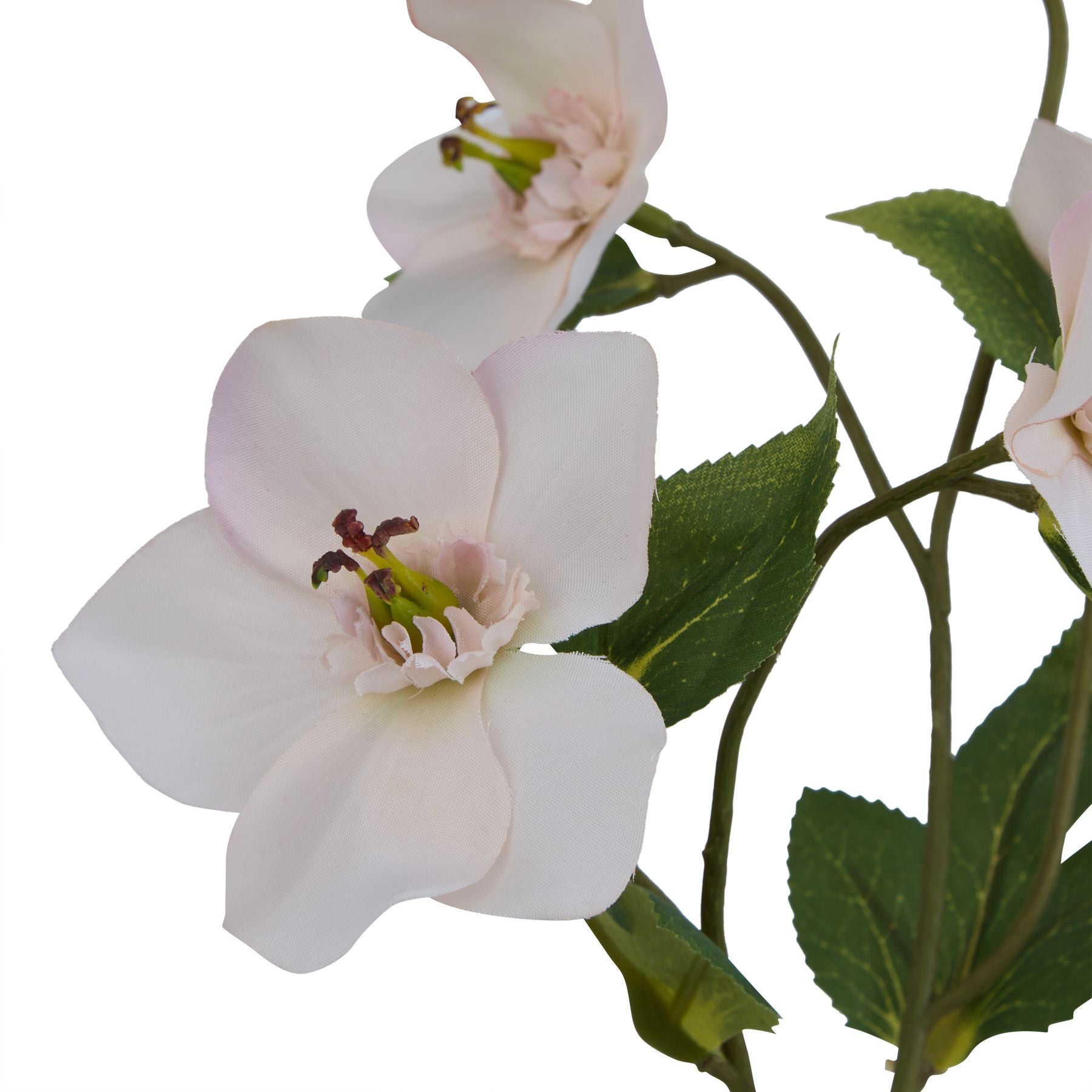 The Natural Garden Collection Pale Apricot Hellibore_5621