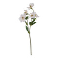The Natural Garden Collection Pale Apricot Hellibore_5620