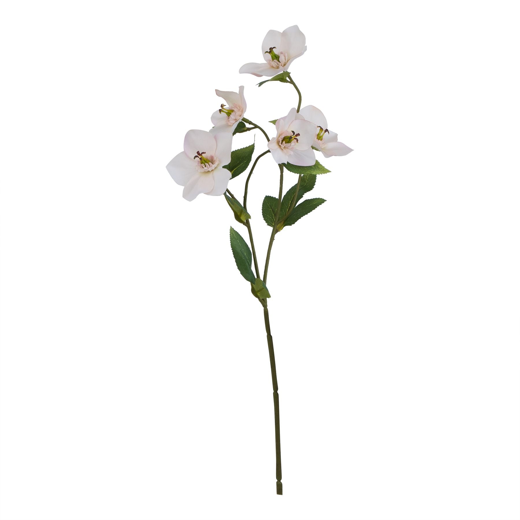 The Natural Garden Collection Pale Apricot Hellibore_5620
