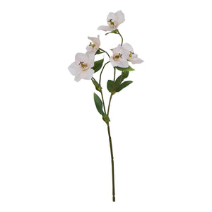 The Natural Garden Collection Pale Apricot Hellibore_5620
