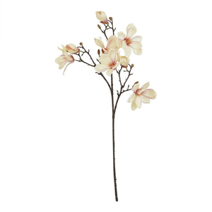 The Natural Garden Collection Pale Apricot Magnolia Stem_5623
