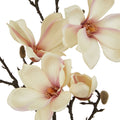 The Natural Garden Collection Pale Apricot Magnolia Stem_5624