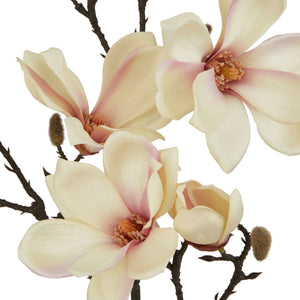 The Natural Garden Collection Pale Apricot Magnolia Stem_5624