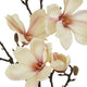 The Natural Garden Collection Pale Apricot Magnolia Stem_5624