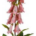 The Natural Garden Collection Pale Pink Foxglove_5626