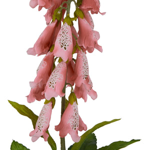 The Natural Garden Collection Pale Pink Foxglove_5626