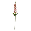 The Natural Garden Collection Pale Pink Foxglove_5625