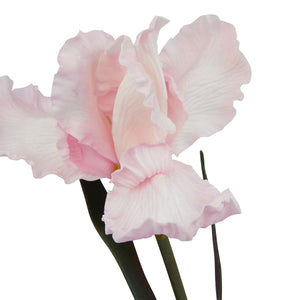 The Natural Garden Collection Pale Pink Fringed Iris_5628