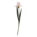 The Natural Garden Collection Pale Pink Fringed Iris_5627