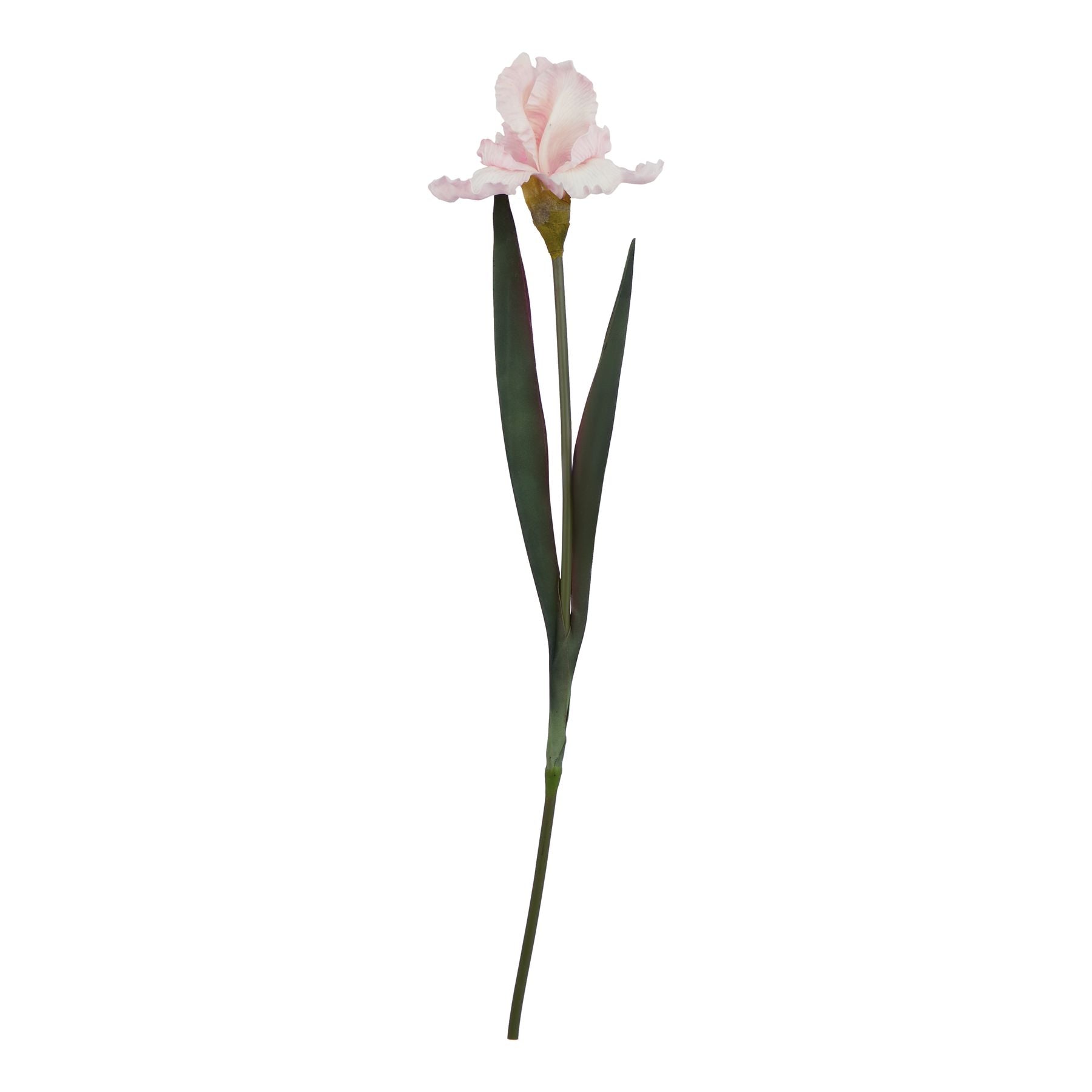 The Natural Garden Collection Pale Pink Fringed Iris_5627