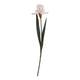 The Natural Garden Collection Pale Pink Fringed Iris_5627