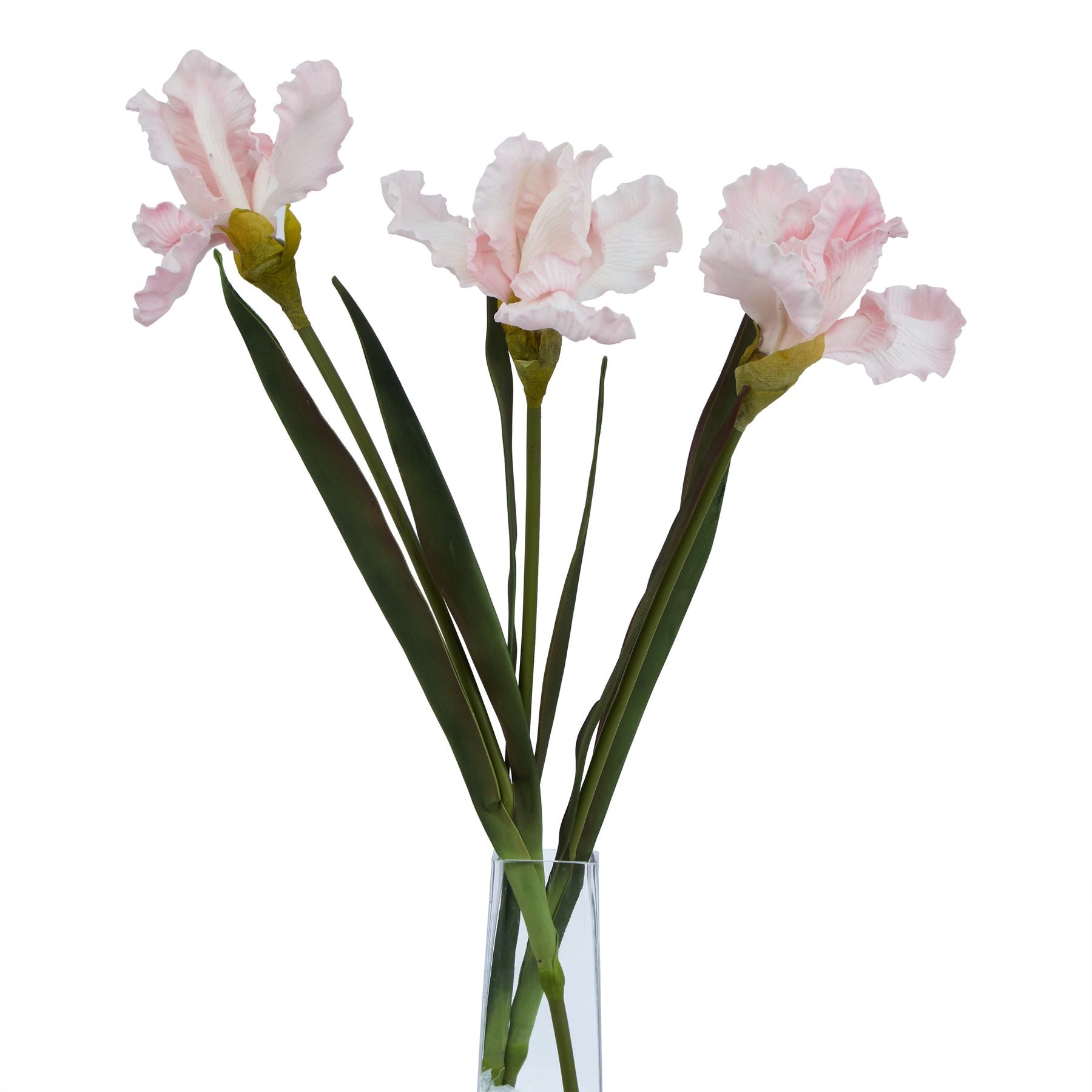 The Natural Garden Collection Pale Pink Fringed Iris_5629